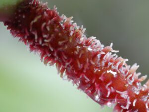 Philodendron Squamiferum