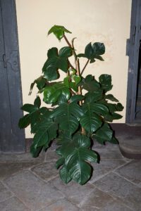 Philodendron Squamiferum
