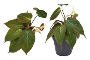 Philodendron Mican