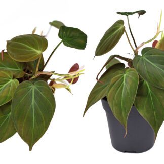 Philodendron Mican