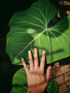 Philodendron Gloriosum