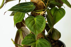 Philodendron Mican