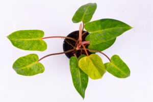 Philodendron Painted Lady