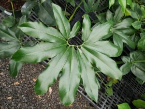 Philodendron Goeldii