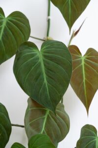 Philodendron Mican