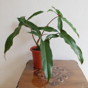 Philodendron Mexicanum