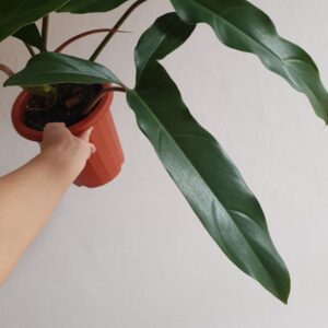 Philodendron Mexicanum