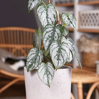 Philodendron Brandtianum