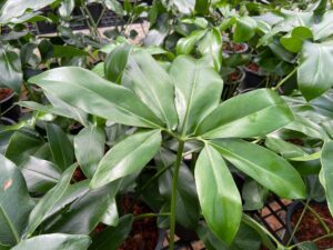 Philodendron Goeldii