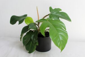 Philodendron Squamiferum