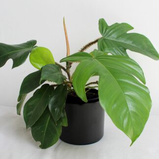 Philodendron Squamiferum