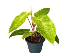 Philodendron Painted Lady