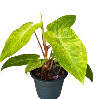 Philodendron Painted Lady