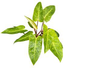 Philodendron Painted Lady