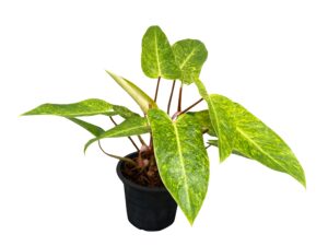 Philodendron Painted Lady