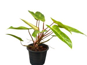 Philodendron Painted Lady