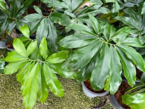 Philodendron Goeldii