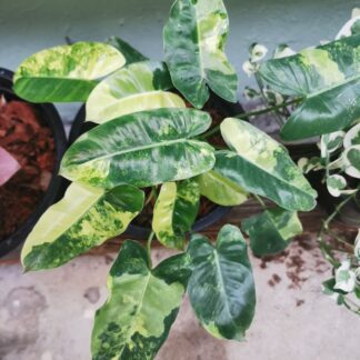 Philodendron Burle Marx Variegated