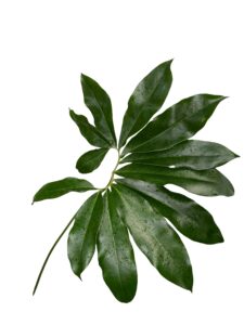 Philodendron Goeldii