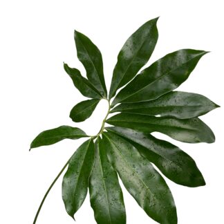 Philodendron Goeldii