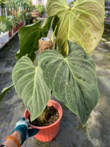 Philodendron Splendid