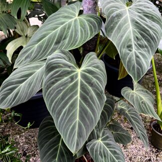 Philodendron Splendid