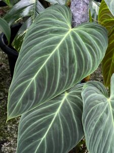 Philodendron Splendid