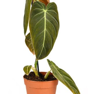 Philodendron Melanochrysum