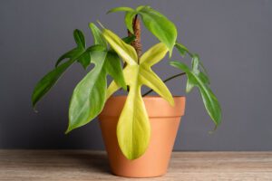 Philodendron Florida Ghost