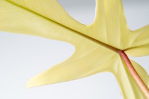 Philodendron Florida Ghost