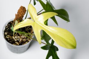 Philodendron Florida Ghost