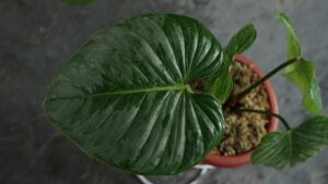 Philodendron Sodiroi