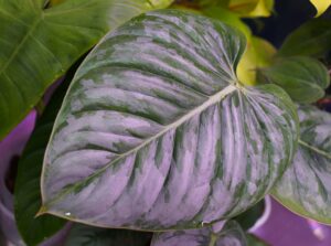 Philodendron Sodiroi