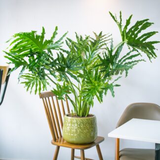 Philodendron Selloum