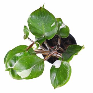 Philodendron White Knight