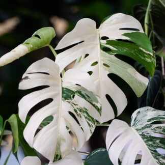 Monstera Albo