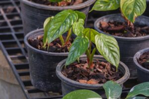 Philodendron Sodiroi