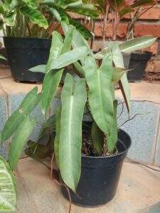 Philodendron Atabapoense