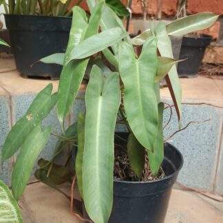 Philodendron Atabapoense